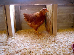 coop chicken building