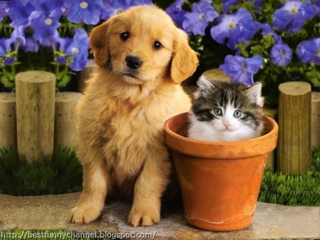 Cat and dog.