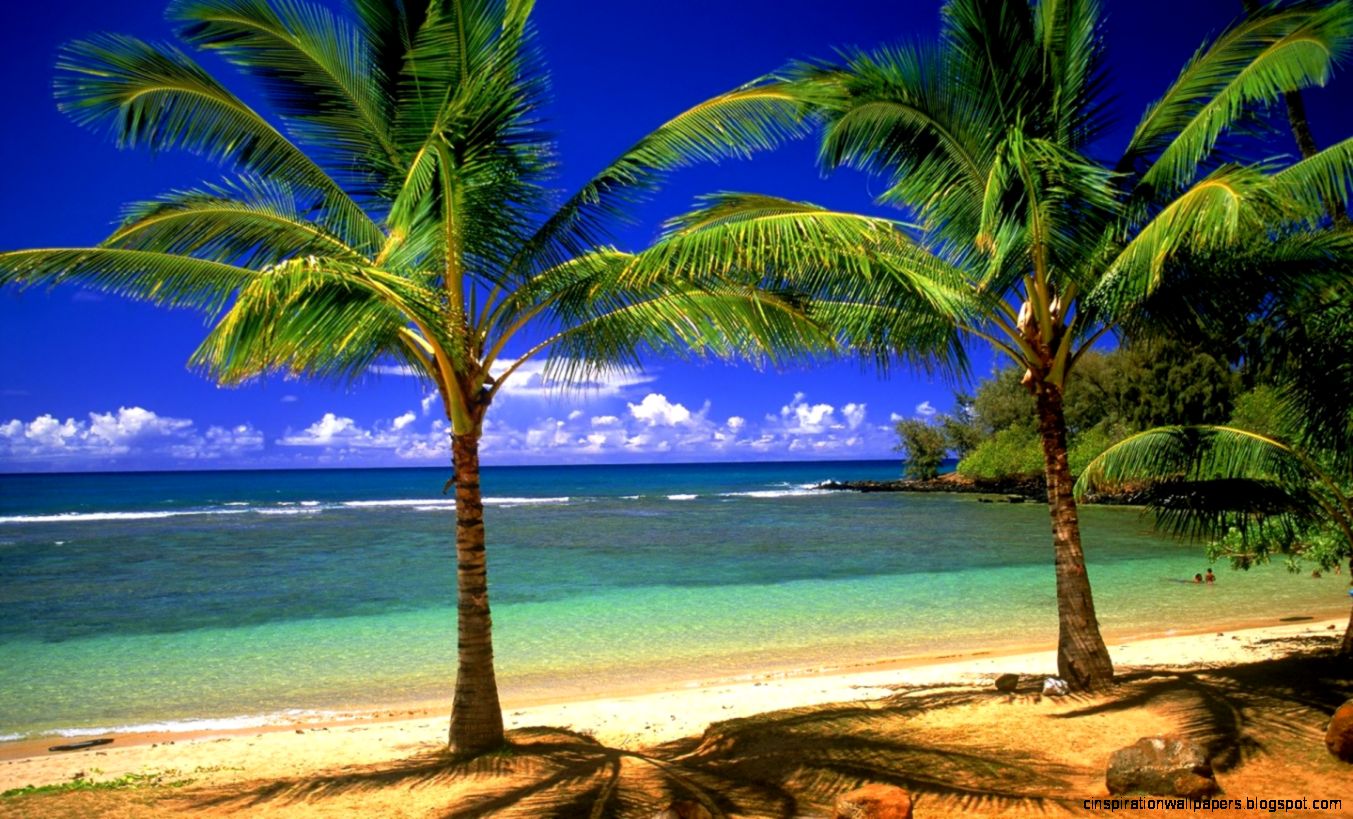 Hawaii Beaches with Palm Trees