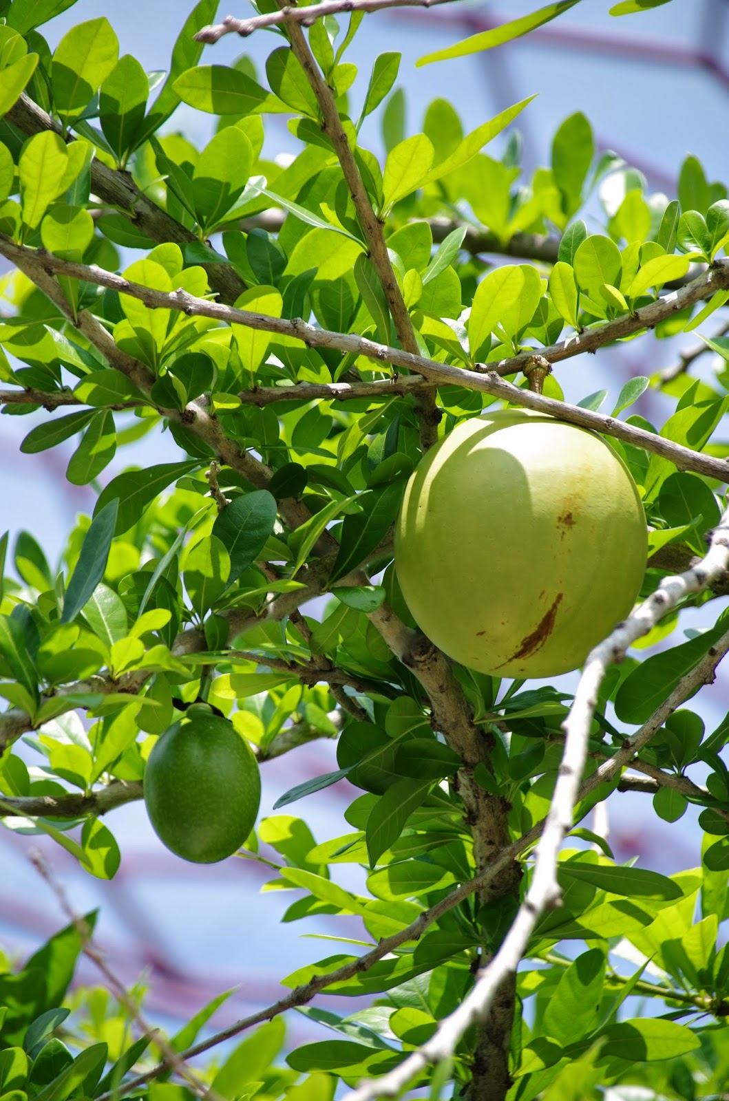 Trees and Plants Calabash Tree