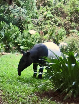 Tapir's snout