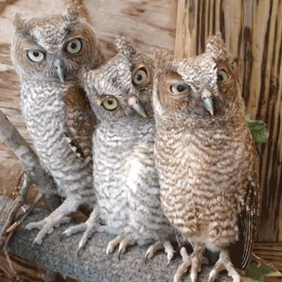 owl%2Bchicks.gif