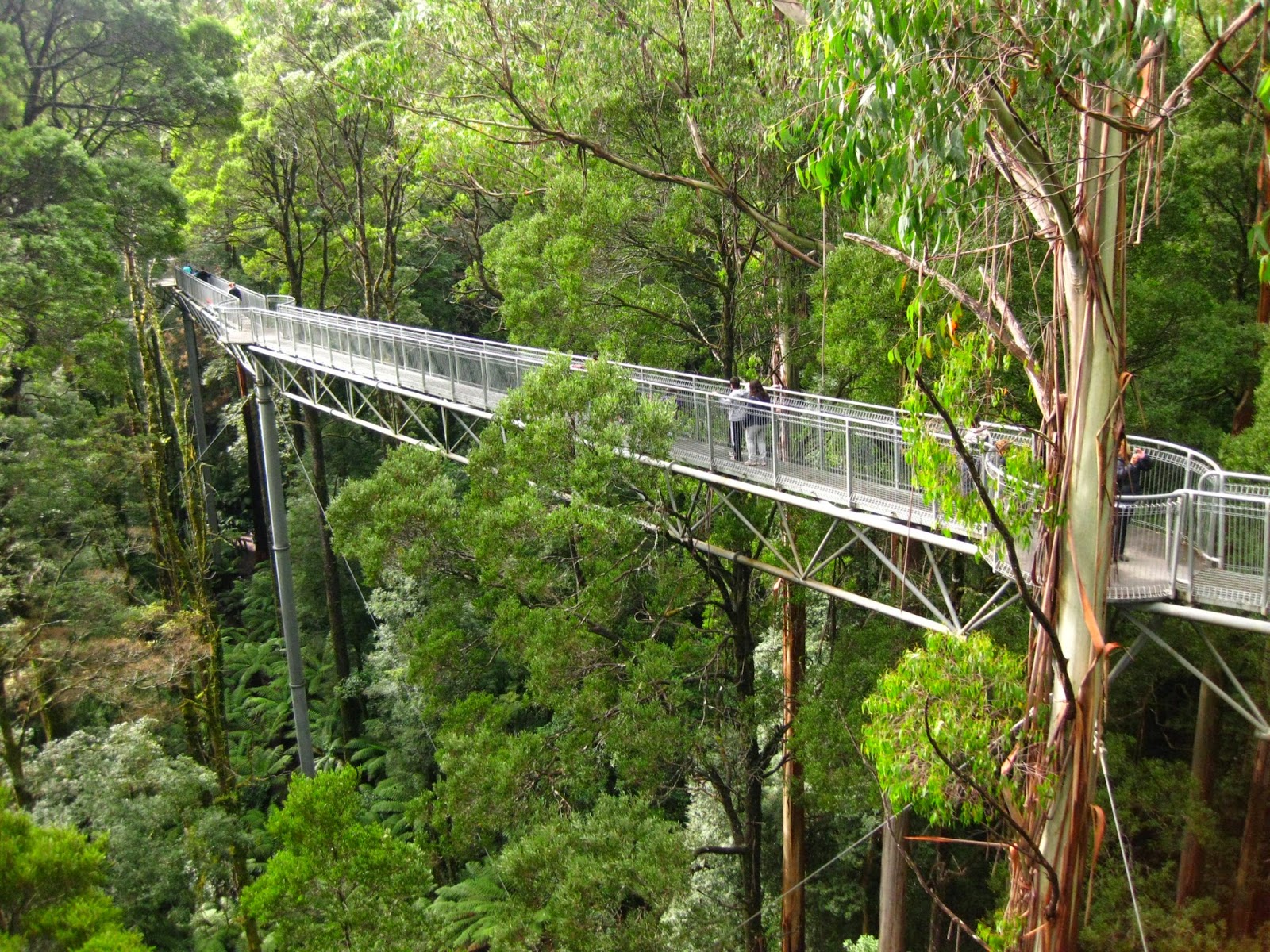 Travel Australia Otway Fly Treetop Adventure