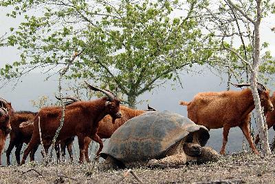 Especies introducidas en Galapagos