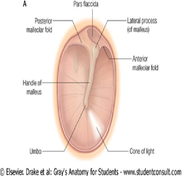 ANATOMI FISIOLOGI PERSEPSI SENSORI PADA JANIN, BAYI & ANAK ANAK BKUL