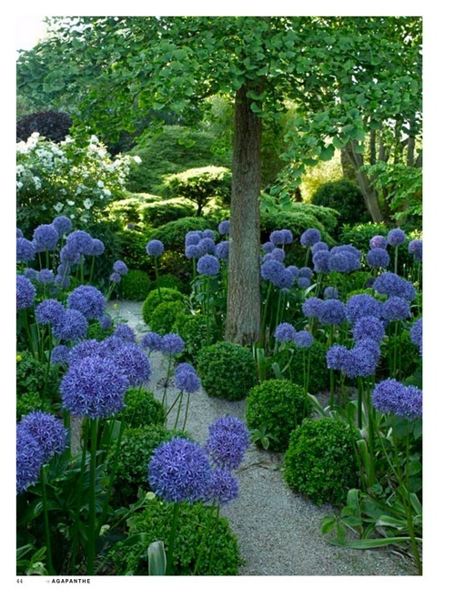 Um jardim para cuidar: Uma flor indispensável ao seu jardim no verão.. o  agapanto..