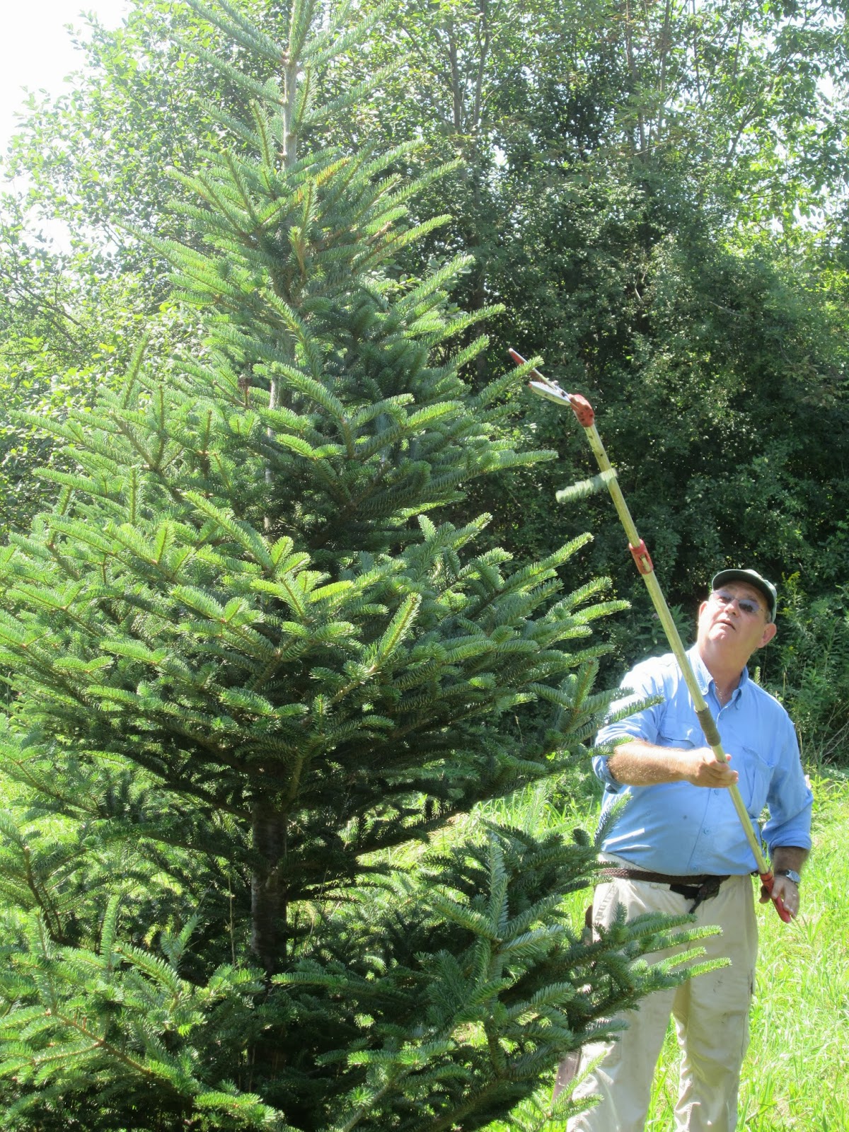 Empire State Farming Real Christmas Trees Clean the Air