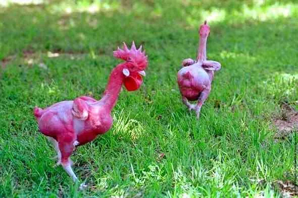 featherless-chikens-دجاج-بدون-ريش
