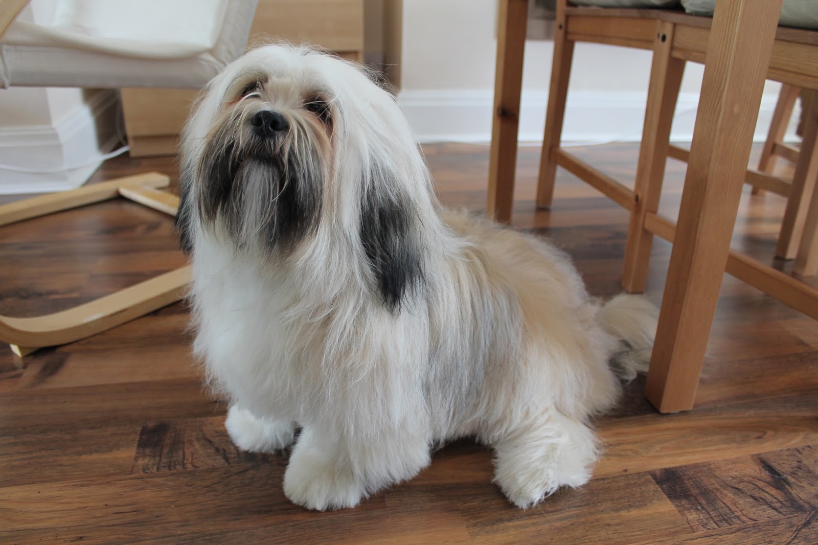Grooming a Lhasa Apso Paws across Britain