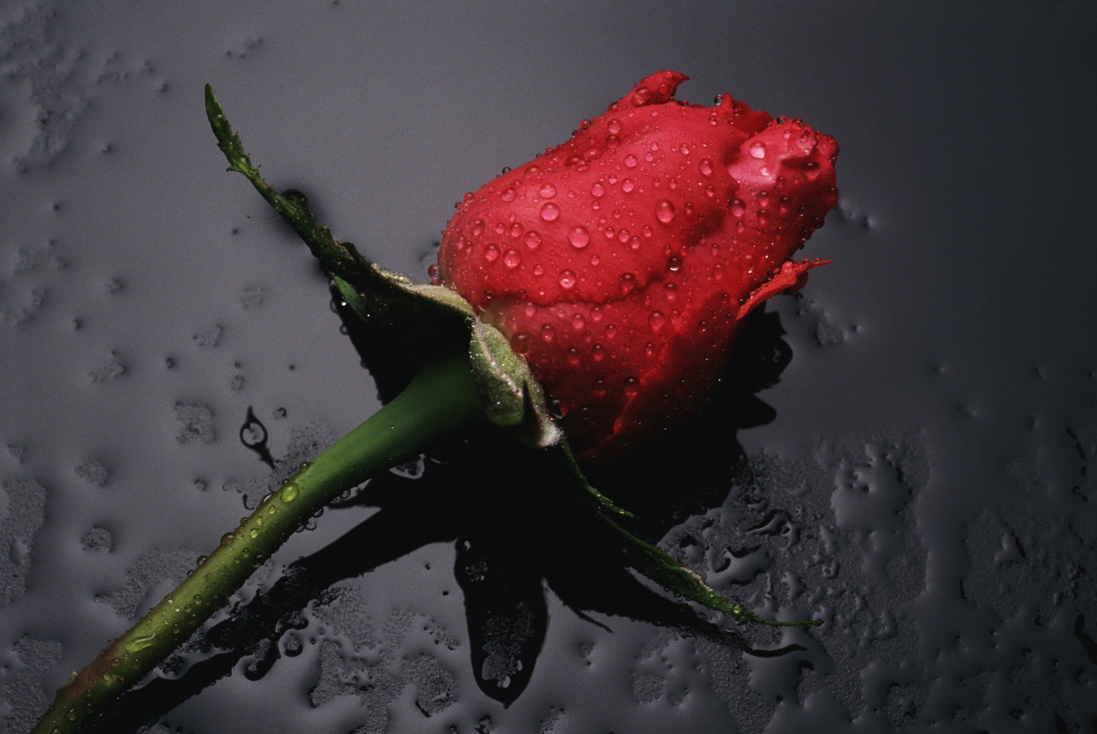 Güller, Gül Resimleri, Güzel Resimler Yüksek Çözünürlüklü çok güzel gül