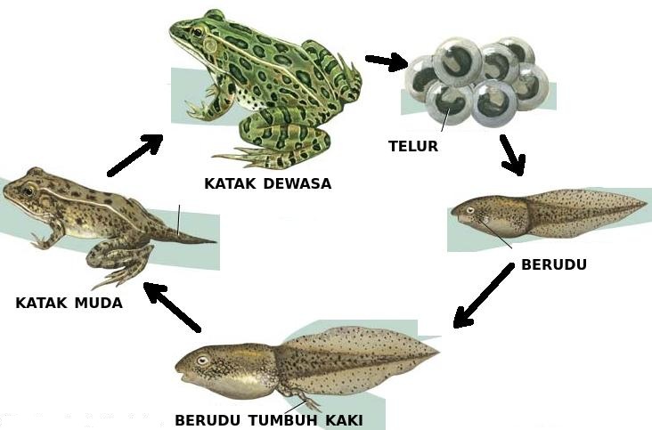 Bagaimanakah Perbedaan Daur Hidup Katak dan Kecoa? » Ayo