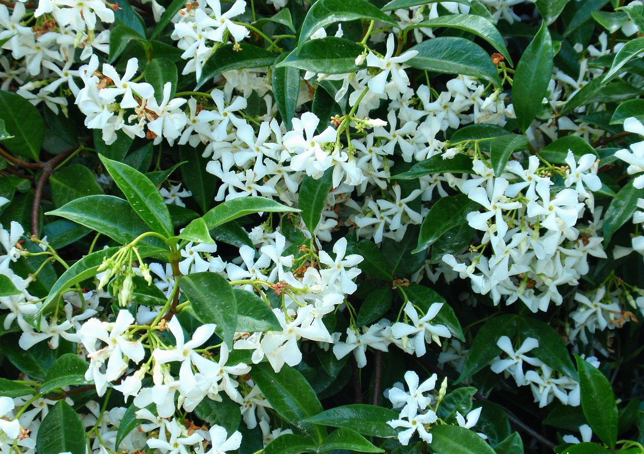 [Download] Types Of Jasmine Bushes