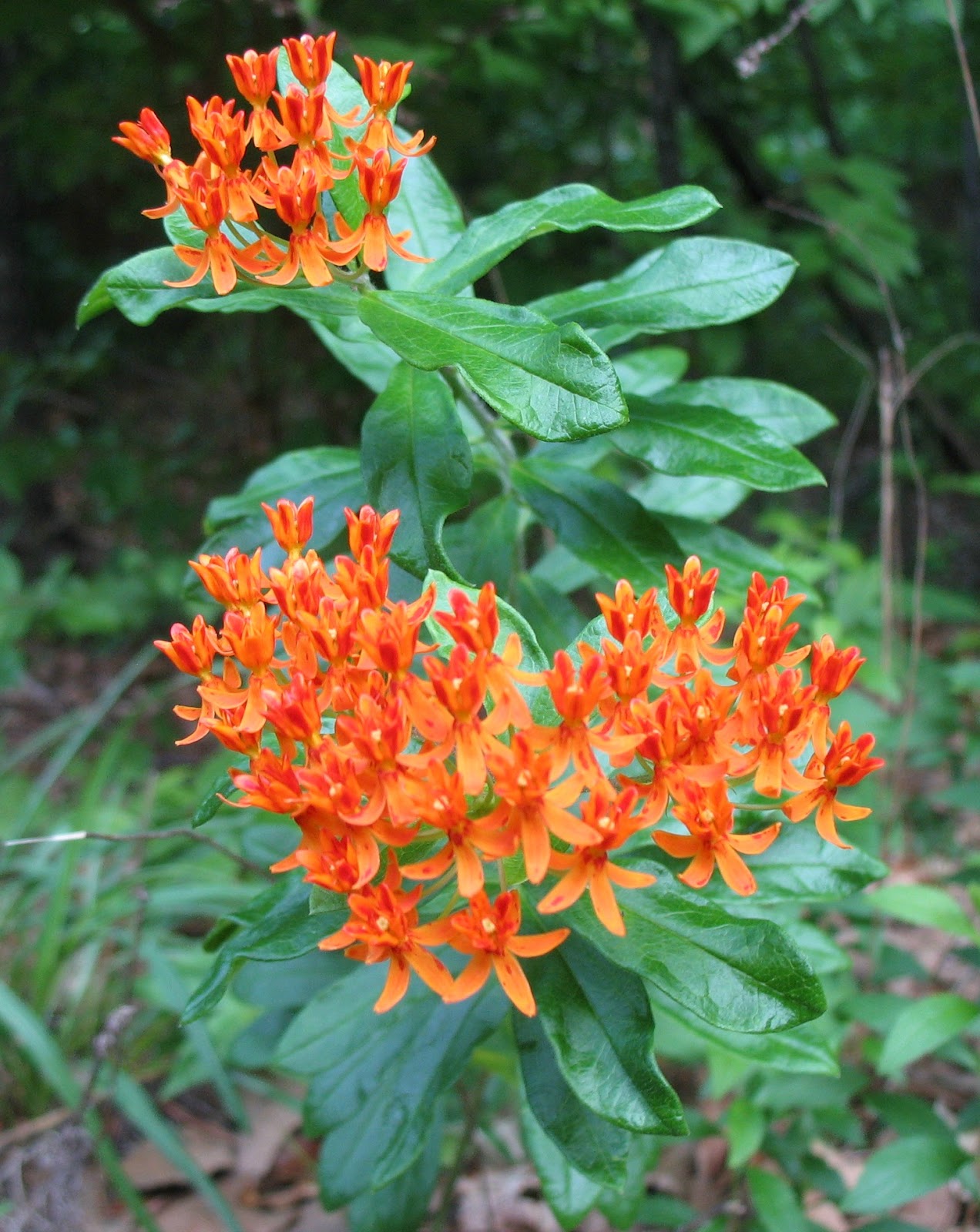 Using Native Plants Roadside Plants in June