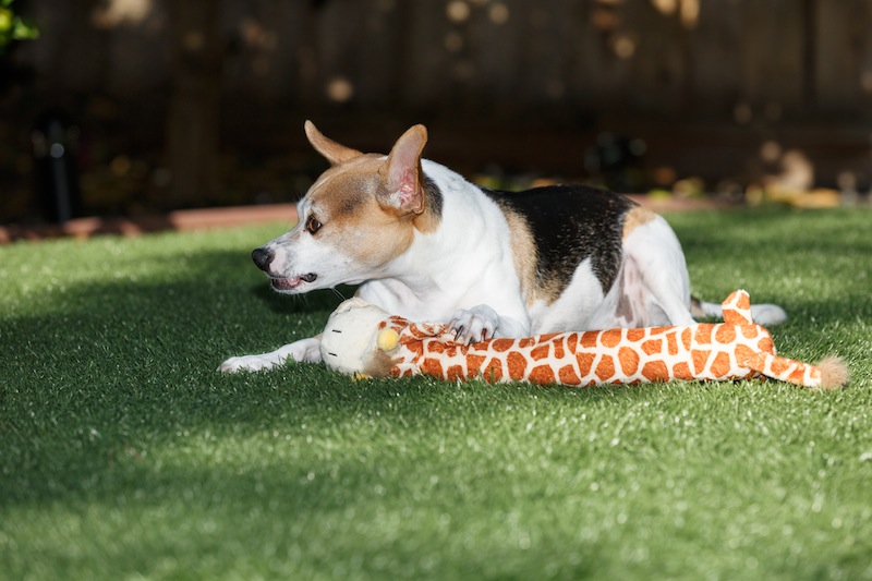 Dog Bites the Subtle Warning Signs Australian Dog Lover