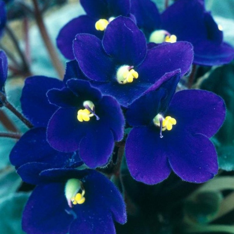 The Dark Side Of Strawberries