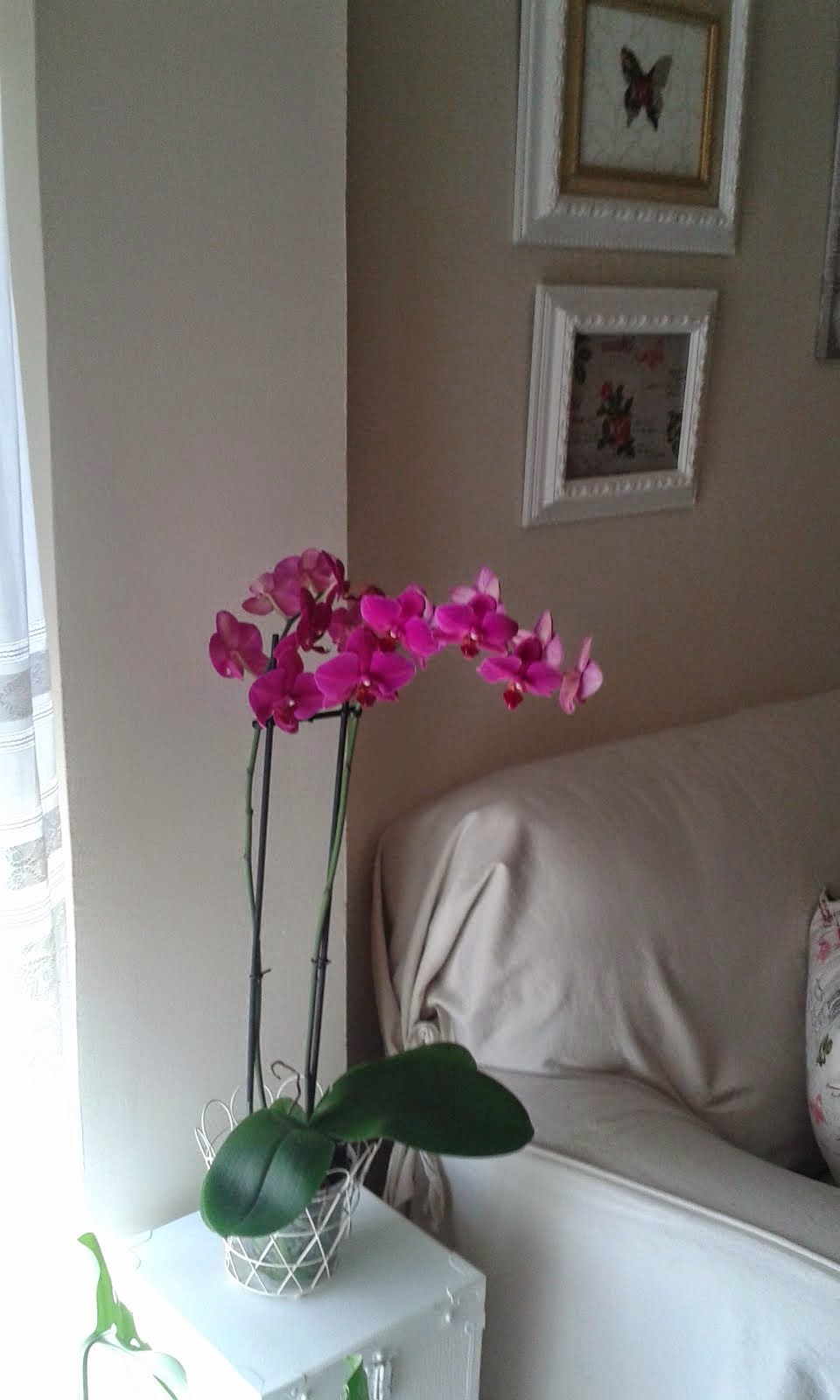 Mi orquídea
