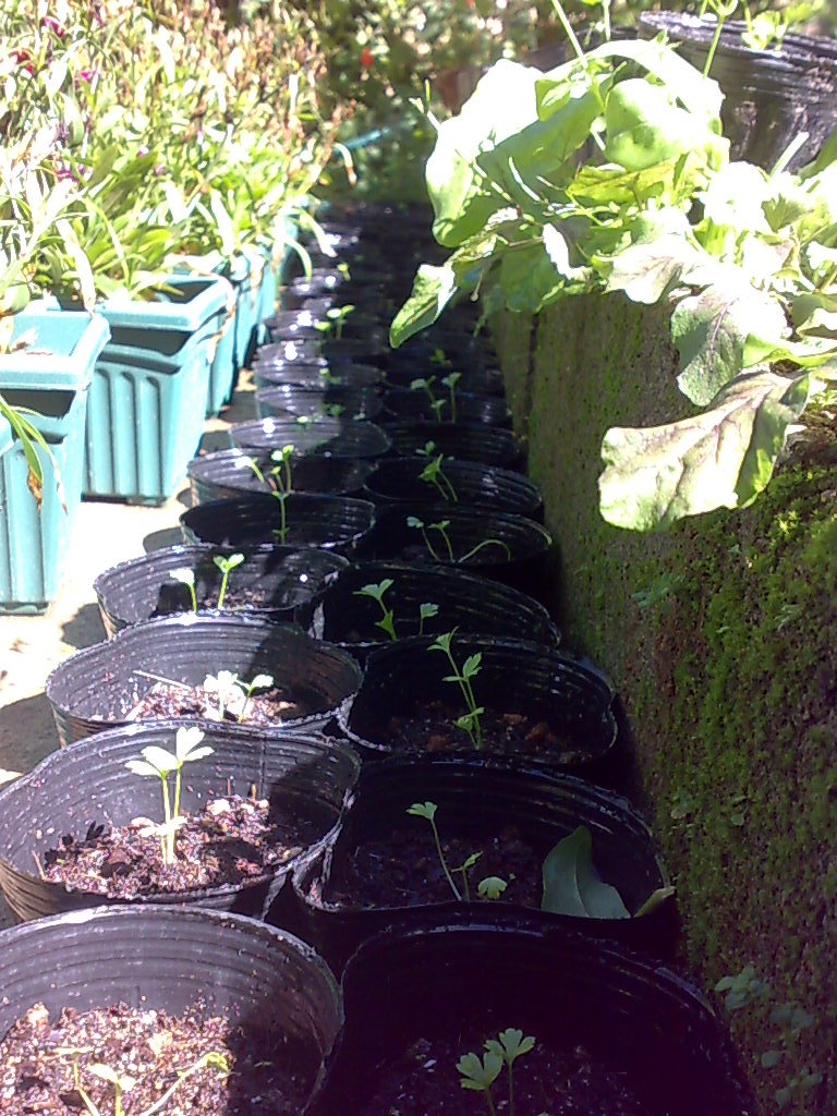 Backyard Gardening Growing Celery From Seeds