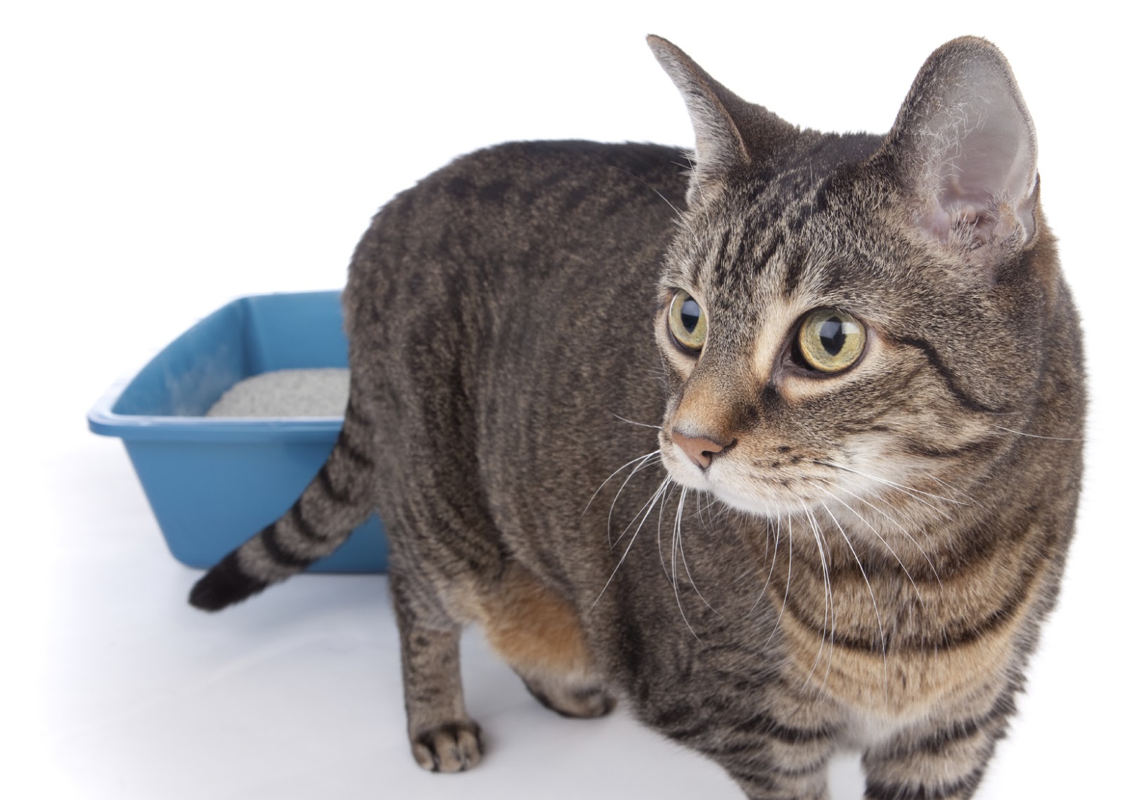 Myres Animal Hospital Missing the litter box