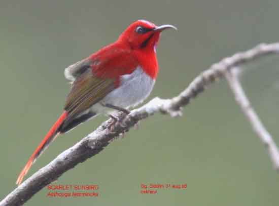 7 Jenis Burung Kolibri Yang Terkenal Dari 300 Jenisnya / Spesiesnya