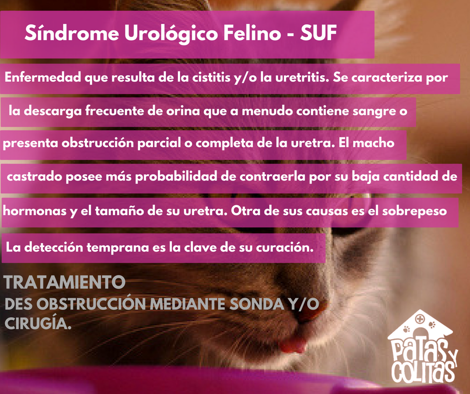 sintiendo la necesidad frecuente de orinar