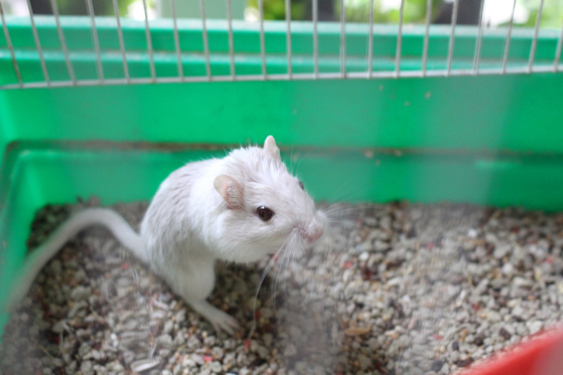 Quanto custa ter um hamster? Querido Gerbil