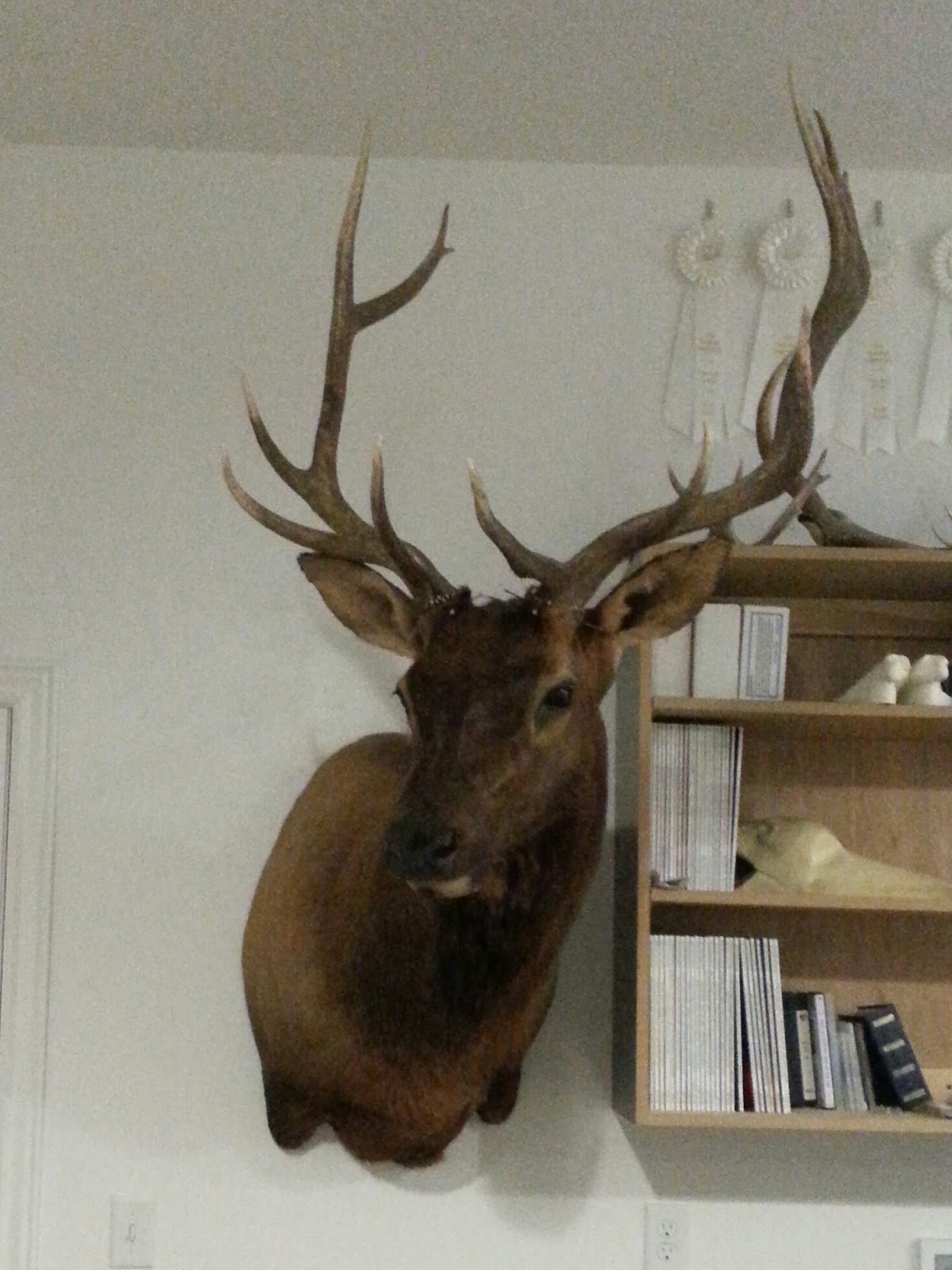 KCK Taxidermy Elk