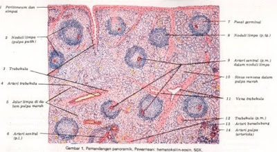 Biologi Kehidupan