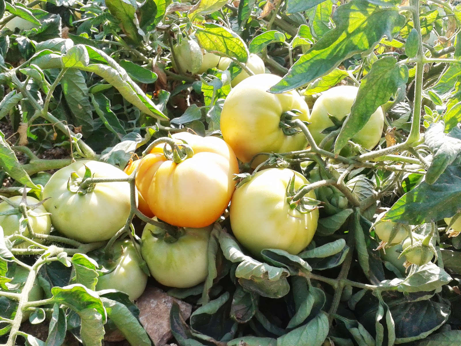 The vegetable garden is at full capacity