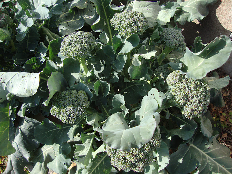 Where Plants Rule: Ten Pound Cauliflower