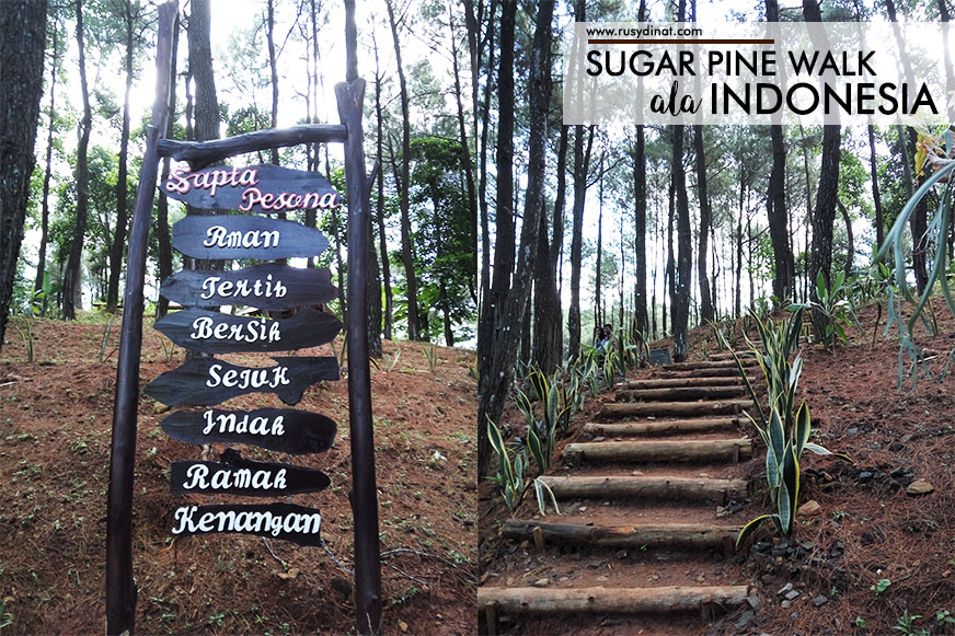 Pine walk. Pine walk. Фото холм зимой в лесу. Pine walk. Read and answer pine walk koala park 4 класс.