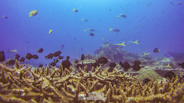 Diving at The Taaras Redang Beach and Spa Resort - Pulau Redang House Reef Cliff Cave Ship wreck underwater