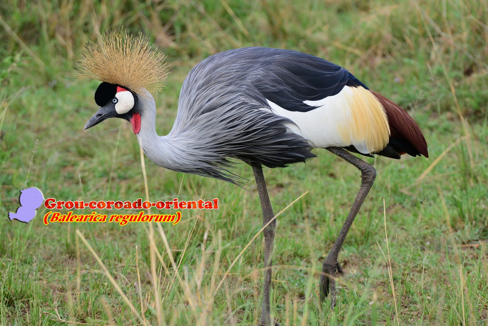 Coroas gostosas e sexy Grou coroado a venda