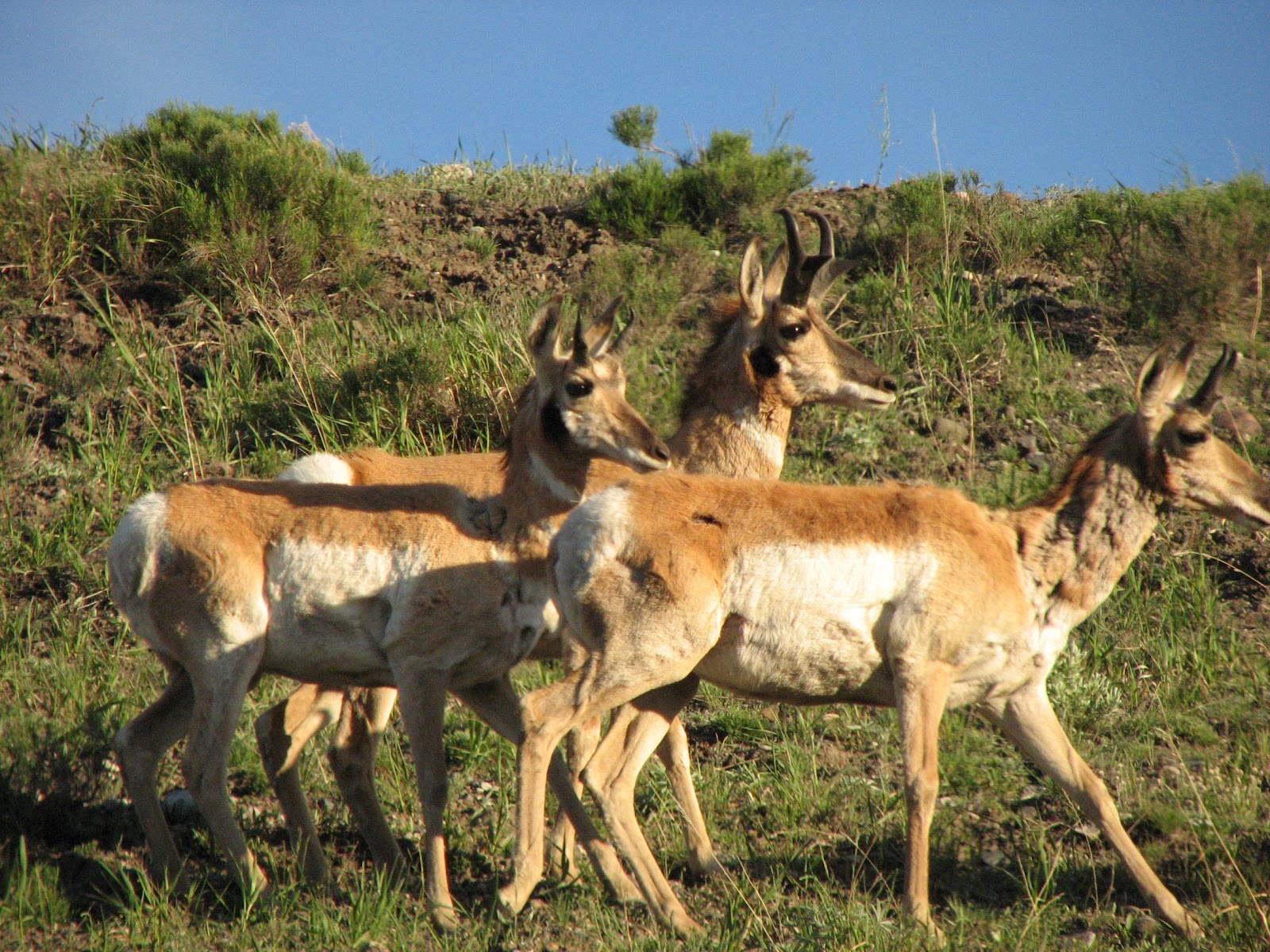 The Crafty Quilter\u0026#39;s Closet: June 2012