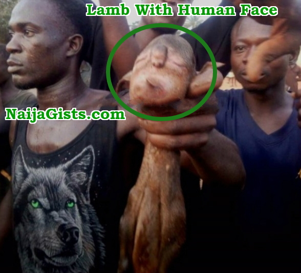 sheep gives birth lamb human face ghana
