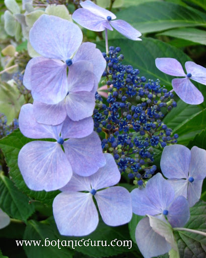 Hydrangea macrophylla