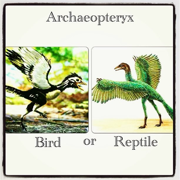 The World of Dinosaurs Truth vs Fiction Archaeopteryx Bird or Reptile?