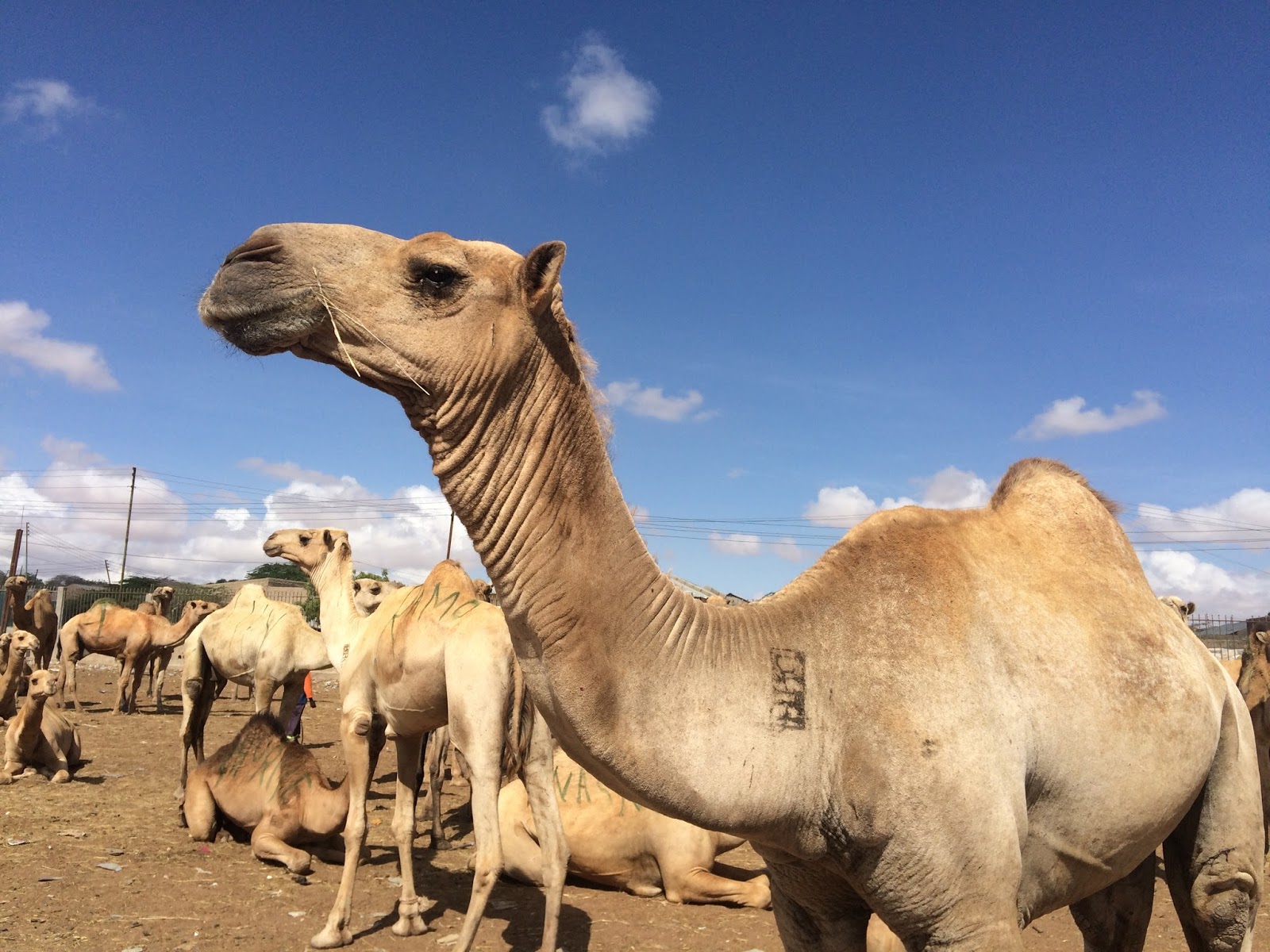 Mary Harper Somali camels