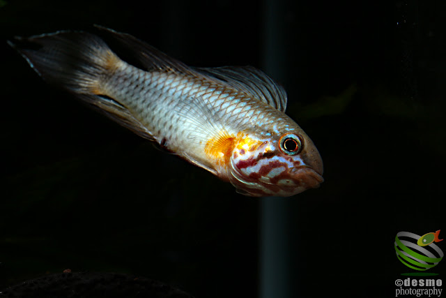 Apistogramma lineata