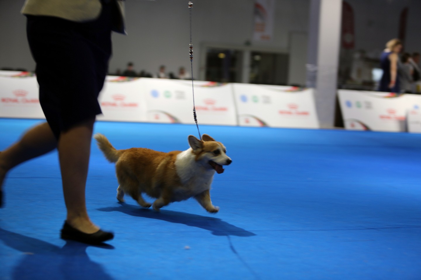 Dellbenq FCI hodowla Welsh Pembroke Wystawa Europejska Psów w