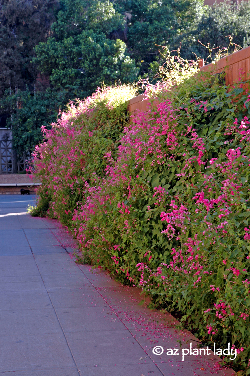 10 Vines for Southwestern Landscapes Ramblings from a Desert Garden
