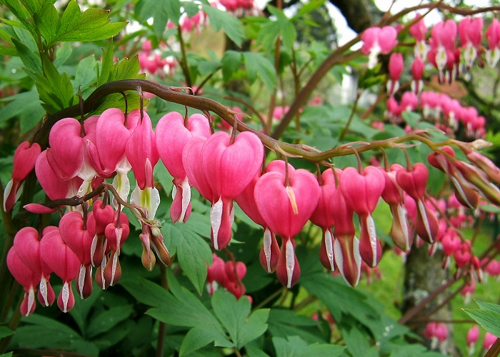 HOW TO GROW DICENTRA SPECTABILIS The Garden of Eaden