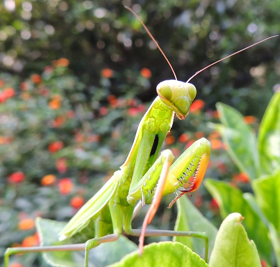MANTIS RELIGIOSA