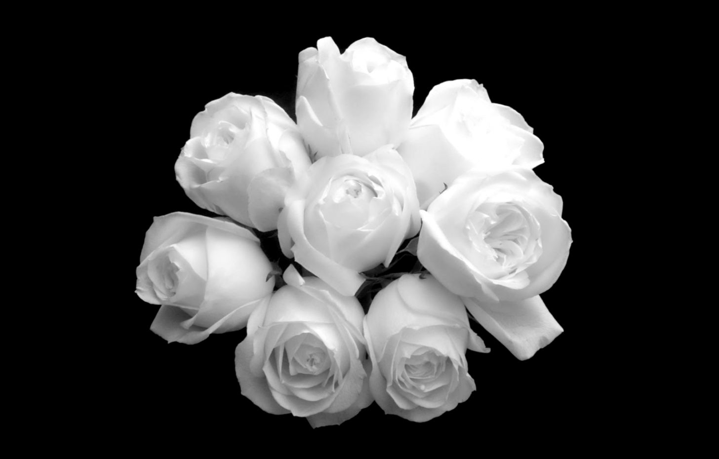 Love White Rose Flowers Wallpapers All HD Wallpapers