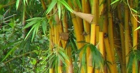  Klasifikasi  Bambu  Bambusa Sp 