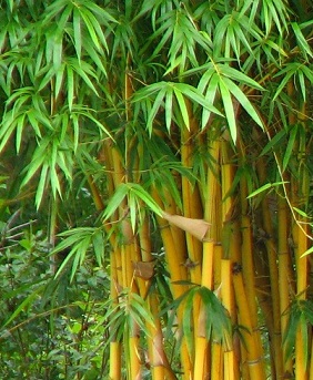Info Top Klasifikasi Bambu Kuning