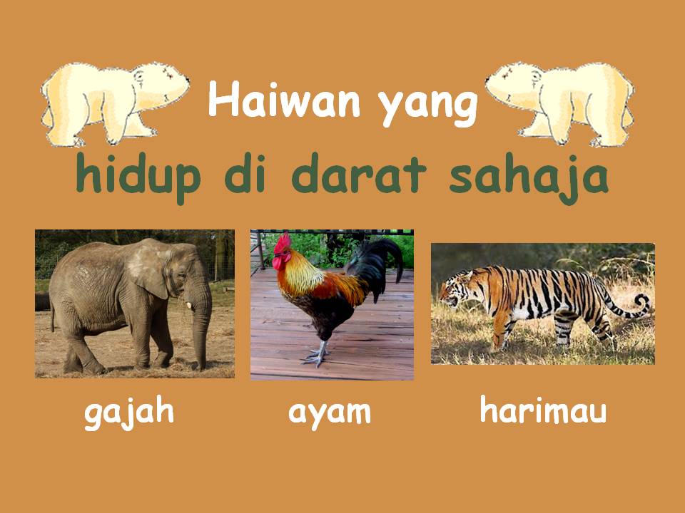Bahasa Malaysia Tahap Satu Bahasa Malaysia Habitat Haiwan
