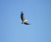 Magnetic Island Wildlife Feature