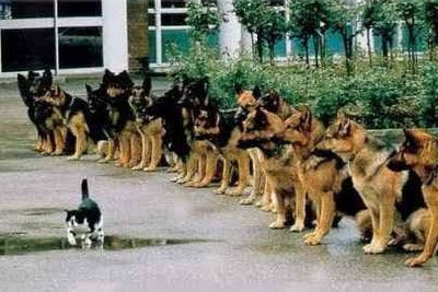 Self-discipline dogs watching a cat