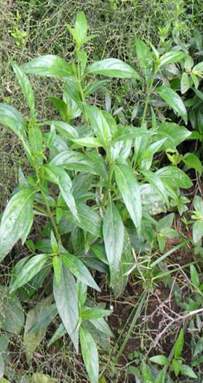 ALAM TUMBUHAN: KELUARGA HEMPEDU (Acanthaceae family)