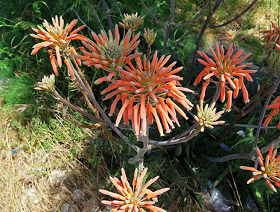 Pita real (Aloe saponaria) flor naranja